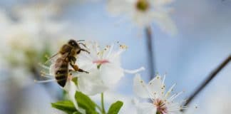 Comment le lait d’amandes a tué 50 milliards d’abeilles