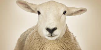 Des députés européens qualifient l’abattage Halal de « souffrance animale »