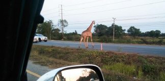 Insolite - Deux girafes fugitives se font la belle en Thaïlande ! - VIDEO
