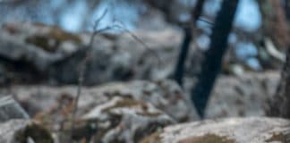 L'Australie largue 2 tonnes de carottes aux animaux affamés par les incendies de forêt