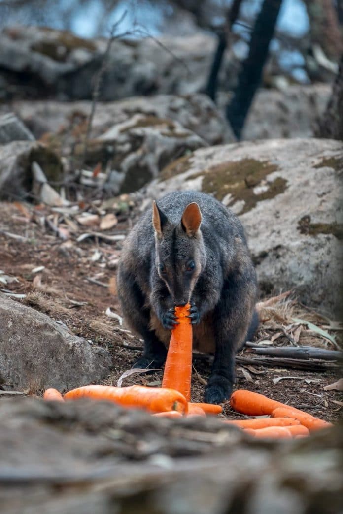 L'Australie largue 2 tonnes de carottes aux animaux affamés par les incendies de forêt