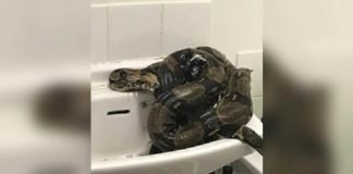 Royaume-Uni - Une femme se retrouve face à un énorme boa dans sa salle de bains