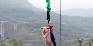 Un parc a thème chinois force un cochon à sauter à l'élastique - VIDEO