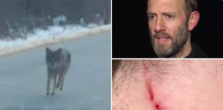 Un père de famille sauve son fils de 2 ans en tuant un coyote à mains nues