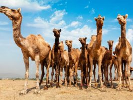 australie chameaux 10000 abattus sécheresse