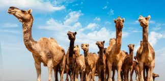 australie chameaux 10000 abattus sécheresse