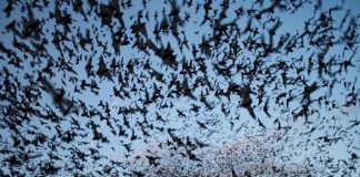 Des centaines de milliers de chauve-souris envahissent une ville australienne - VIDEO