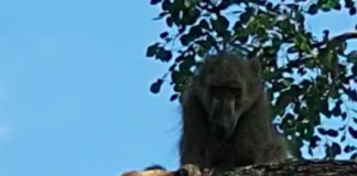 Insolite Un babouin et un lionceau rejouent une scène mythique du Roi Lion