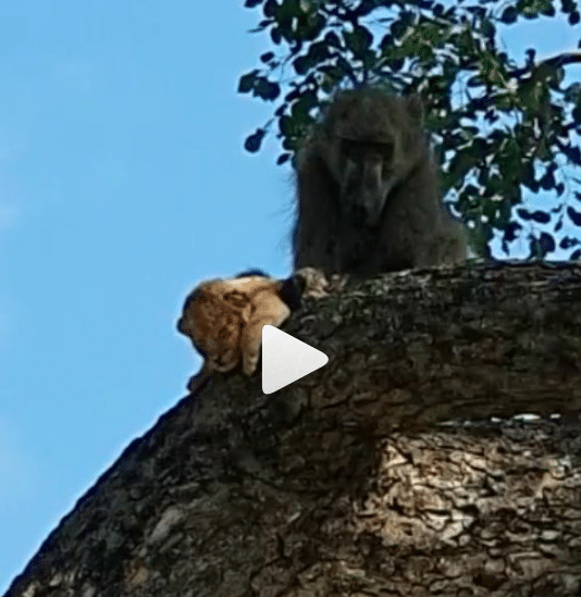 Insolite Un babouin et un lionceau rejouent une scène mythique du Roi Lion