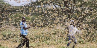 Arabie Saoudite, Somalie, Pakistan... De nombreux pays touchés par la pire invasion de criquets du 21ème siècle