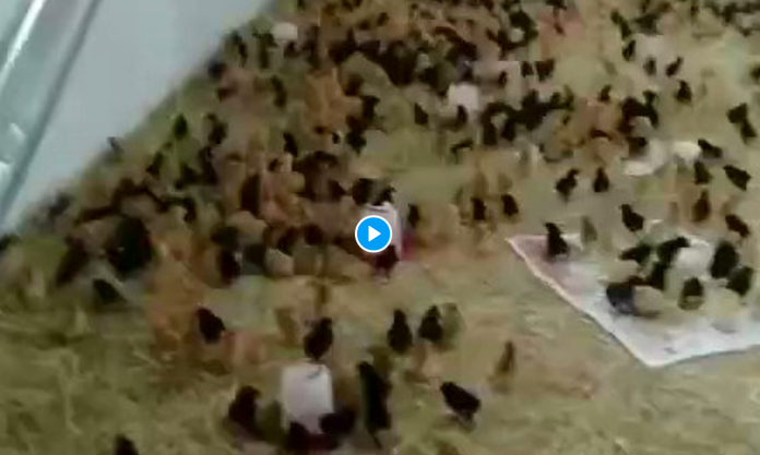 Chine Des mosquées sont transformées en poulailler - VIDEO
