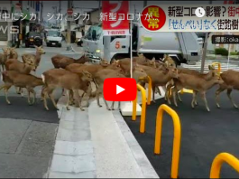 Coronavirus Des cerfs envahissent les centres-villes à la recherche de nourriture au Japon VIDEO