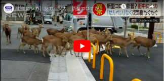 Coronavirus Des cerfs envahissent les centres-villes à la recherche de nourriture au Japon VIDEO