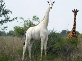 Kenya - l’unique girafe blanche femelle au monde tuée par des braconniers