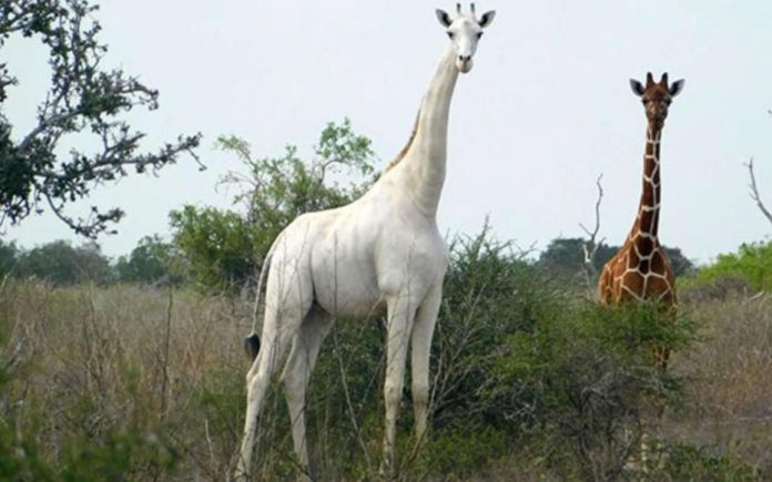 Kenya - l’unique girafe blanche femelle au monde tuée par des braconniers