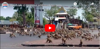 Thaïlande une bagarre de singes entre deux bandes rivales à cause d'une banane VIDEO