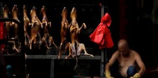 Coronavirus - Une ville chinoise interdit désormais la consommation de chiens et de chats