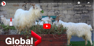 RoyaumeUni Des chèvres sauvages prennent le contrôle d’une ville galloise pendant le confinement