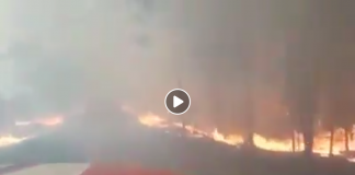 Ukraine des incendies de forêt s'approchent dangereusement du site de Tchernobyl VIDEO