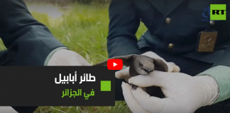 L'Ababil, un oiseau très rare et cité dans le Coran, retrouvé en Algérie - VIDÉO