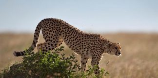 Le guépard saharien réapparaît dans un parc culturel Algérien après plus de 10 ans de disparition