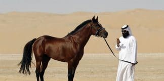 Qatar - une « énorme faille » dans l’application de traçage du coronavirus révèle les informations d’un million d’utilisateurs