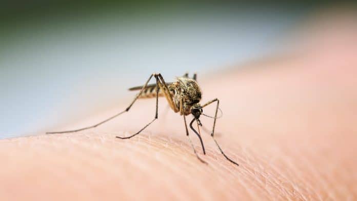 Comment un vaccin à base de salive de moustiques pourrait arrêter la prochaine épidémie