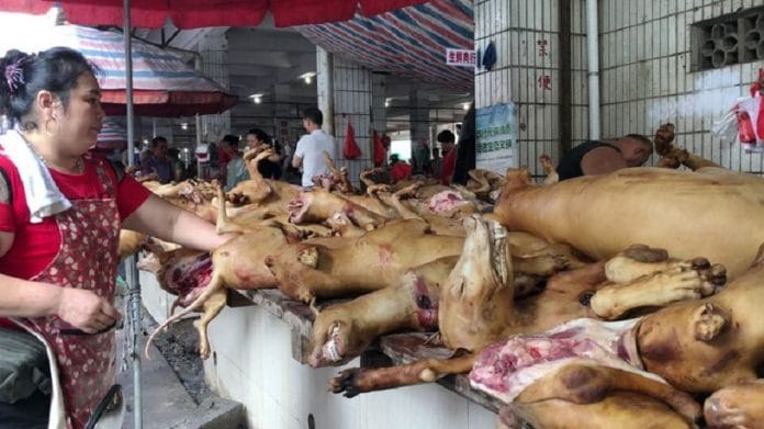 En pleine épidémie, la Chine démarre son Festival de la viande de chien