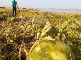 Israël lance "la guerre de la pastèque" contre les agriculteurs palestiniens