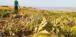 Israël lance "la guerre de la pastèque" contre les agriculteurs palestiniens