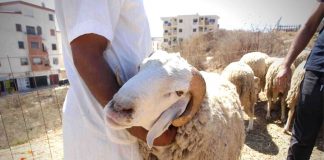 Algérie - des professeurs en médecine s’opposent à la célébration de l’Aïd el-Adha