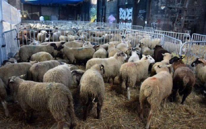 Aïd Al Adha 2020 : Le CFCM publie un communiqué expliquant les mesures à prendre