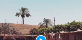 Egypte la vidéo émouvante d’un chien aveugle qui accueille un soignant dans un refuge (1)