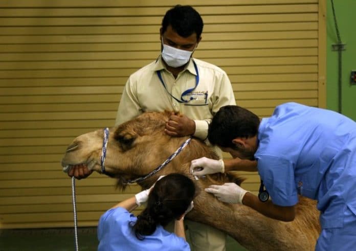 L'Arabie saoudite ouvre le plus grand hôpital pour chameaux au monde