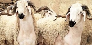 Quel jour aura lieu la fête de l’Aïd al-Adha en France ?