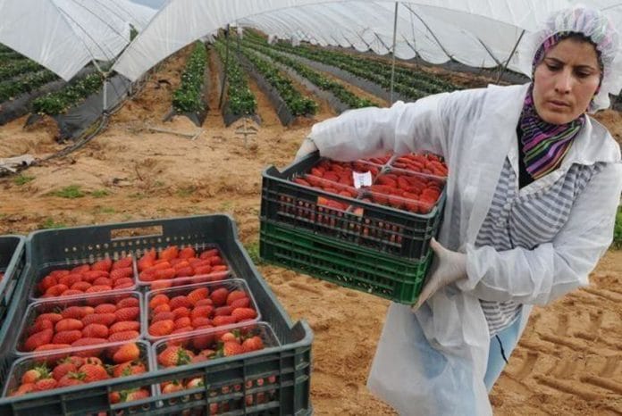 «Aidez-nous, nous sommes abandonnés ici » - des milliers de travailleurs saisonniers marocains bloqués en Espagne