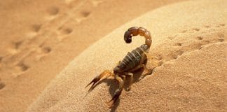 Maroc : La menace des scorpions grandit, deux fillettes tuées
