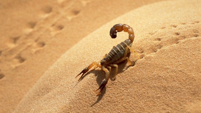 Maroc : La menace des scorpions grandit, deux fillettes tuées