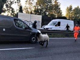 Seine-Saint-Denis : un mouton de l'Aïd s'échappe en plein milieu de l'autoroute A3