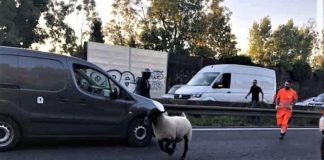 Seine-Saint-Denis : un mouton de l'Aïd s'échappe en plein milieu de l'autoroute A3