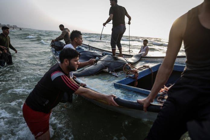 Des pêcheurs de Gaza capturent 73 thons géants en Méditerranée