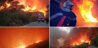 D’immenses incendies ravagent l’Algérie, deux morts et des centaines d’hectares détruits - VIDEO