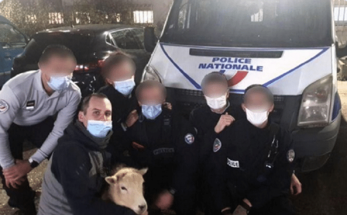 Val-de-Marne : Un homme en garde à vue pour avoir voulu égorger deux moutons