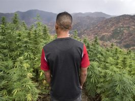 A l’ONU, le Maroc vote pour la dépénalisation du cannabis