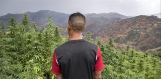 A l’ONU, le Maroc vote pour la dépénalisation du cannabis