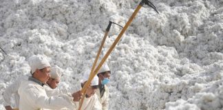 Chine - plus de 570 000 Ouïghours forcés à cueillir du coton selon un rapport