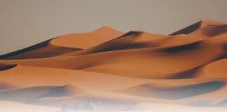 Des scientifiques découvrent l’existence de 2 milliards d’arbres dans le Sahara