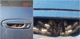 Une femme découvre une araignée géante logée dans la porte de sa voiture