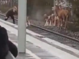 Oise - un cerf traqué par des chasseurs en plein milieu de la gare de Chantilly - VIDEO