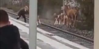 Oise - un cerf traqué par des chasseurs en plein milieu de la gare de Chantilly - VIDEO